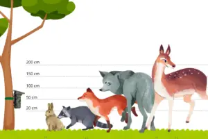 Hoogte wildcamera dieren