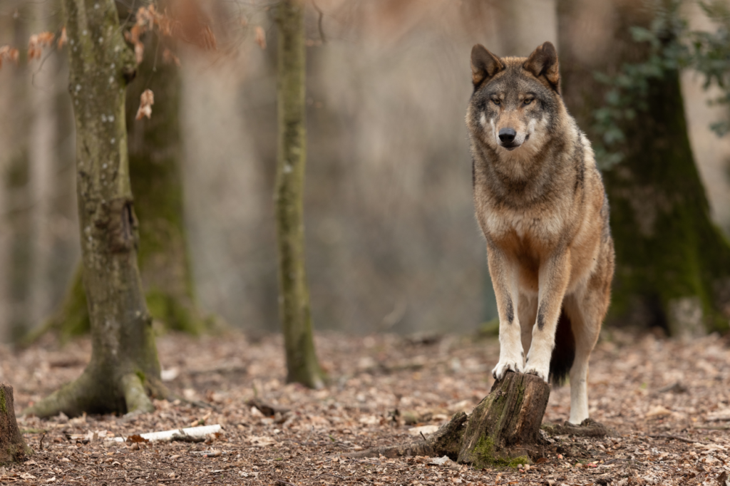 Wolf op boomstronk– wolf in Nederland