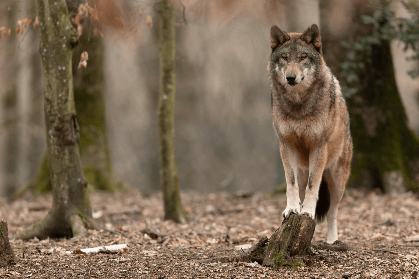 Wolven In Nederland 2025: Aantallen, Roedels & Toekomstverwachting