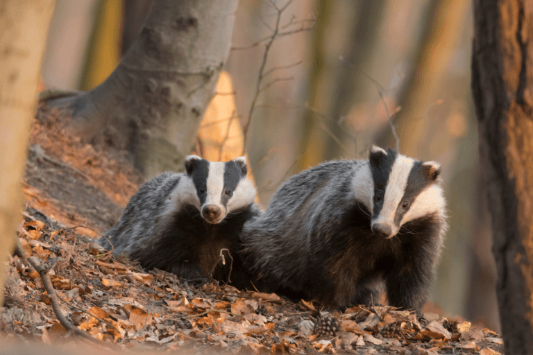 Das spotten wildcamera