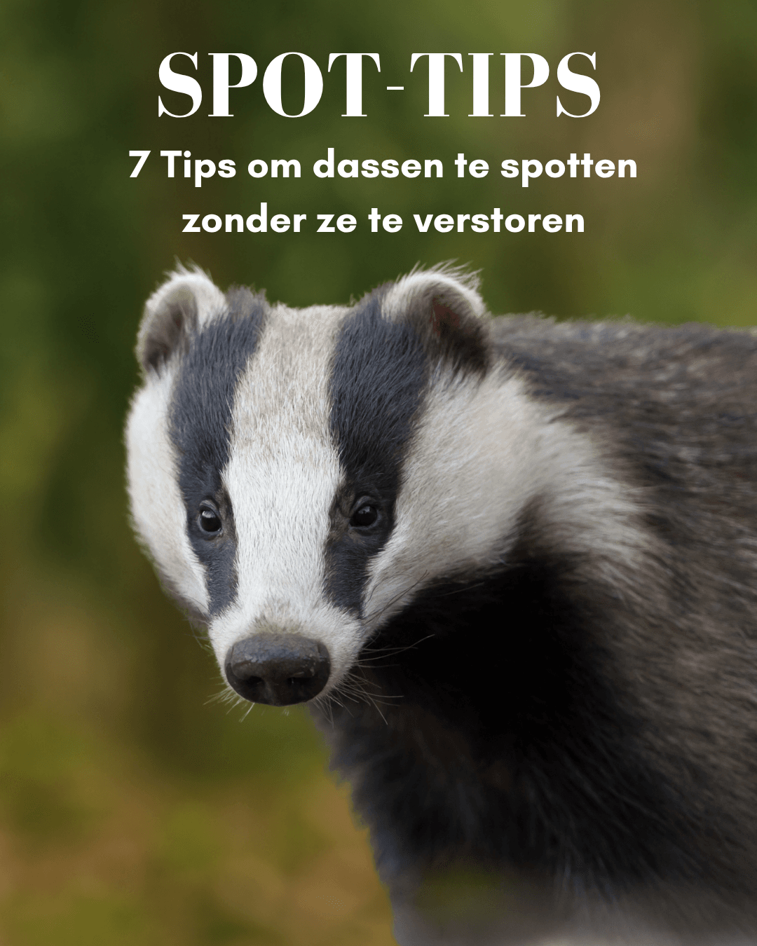 Spot tips dassen